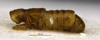 Media type: image;   Entomology 27502 Aspect: habitus lateral view